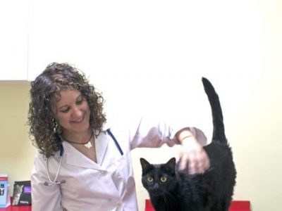 EMMA CONSULTA GATOS