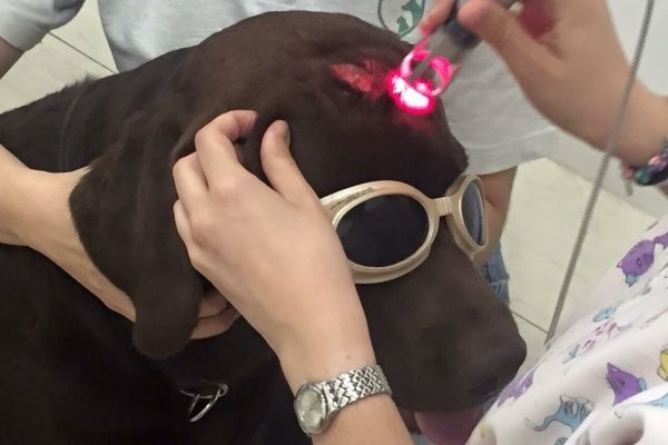 laser-veterinario